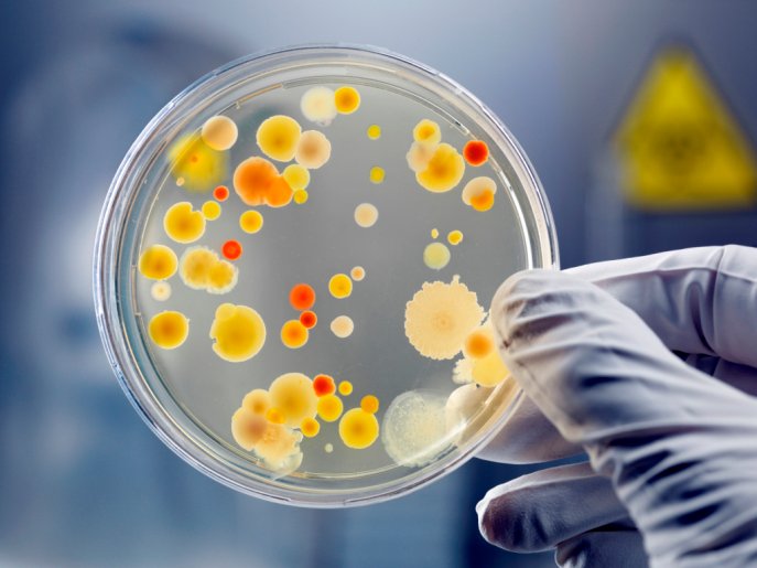 Bacterial Culture in Petri Dish